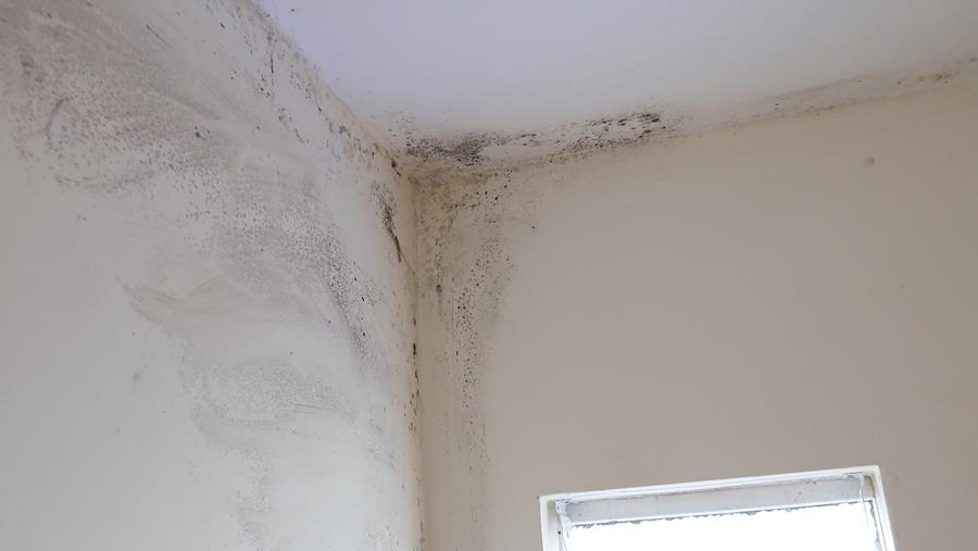 Feuille de route pour une lutte efficace contre les moisissures